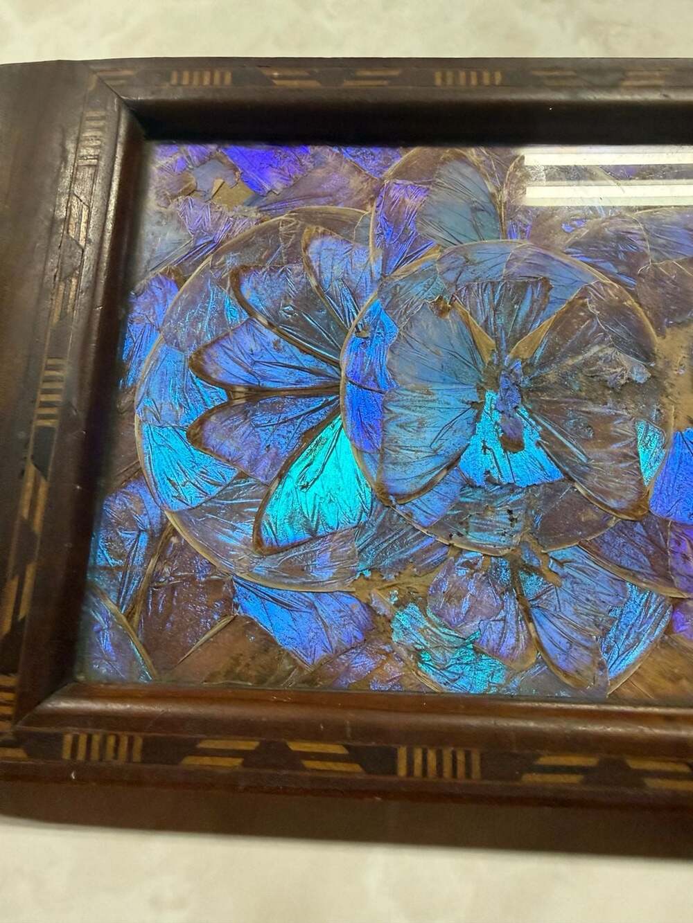 Vintage Brazilian Blue Morpho Butterfly Wing Serving Tray with Inlaid Wood Frame - Picture 8 of 9